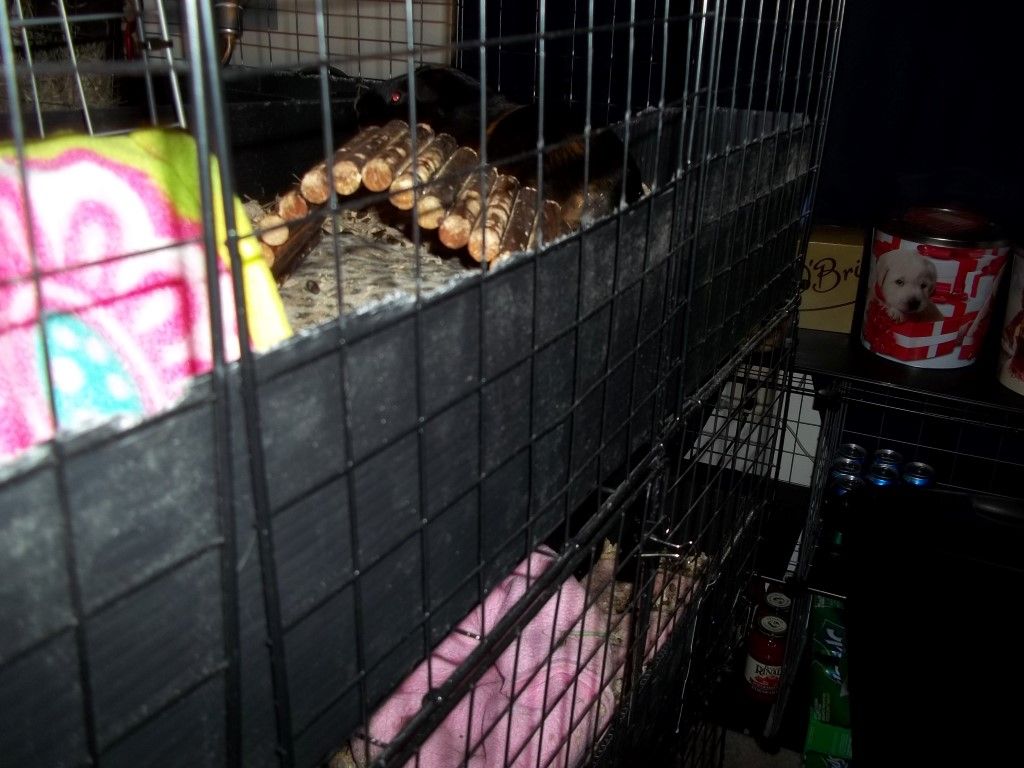 Chewing Pigs chewing on the grid bars Guinea Pig Cages